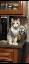 Lost Male Cat last seen Rockwood Rd, Norfolk, MA 02056