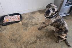 Reunited Male Dog last seen mt zion, Clayton County, GA 30236