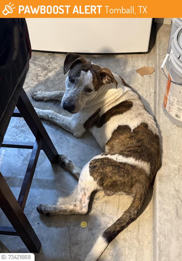 Found/Stray Male Dog last seen Theis and Stella Pine, Tomball, TX 77375