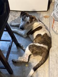 Found/Stray Male Dog last seen Theis and Stella Pine, Tomball, TX 77375
