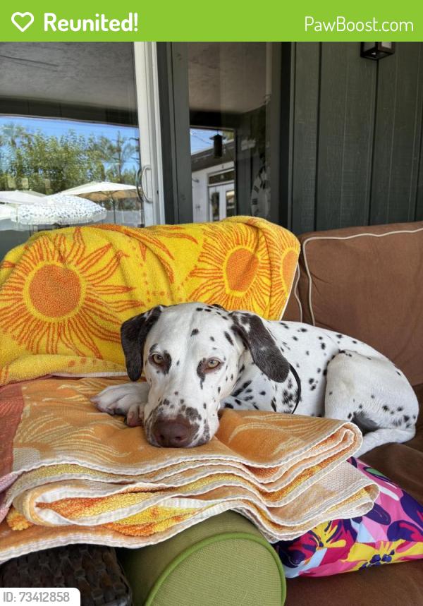 Reunited Female Dog last seen Mission and Midway, Escondido, CA 92027