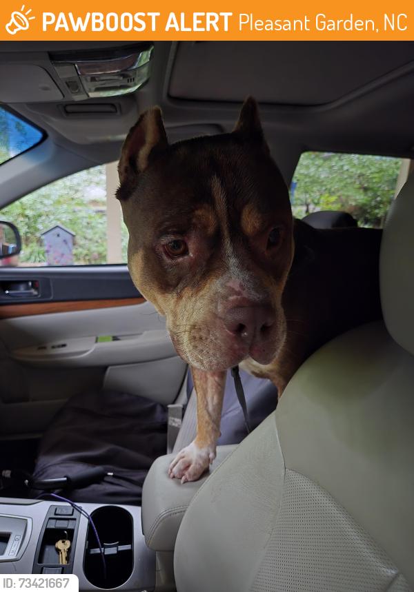 Found/Stray Male Dog last seen Neele, Pleasant Garden, NC 27313