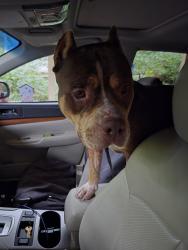 Found/Stray Male Dog last seen Neele, Pleasant Garden, NC 27313