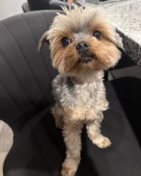 Reunited Female Dog last seen Ave L and California street, Calimesa, CA 92320