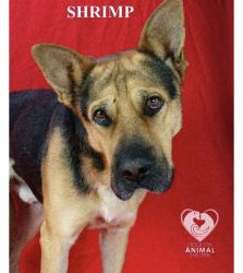 Reunited Male Dog last seen Acacia st, Stockton, CA 95203