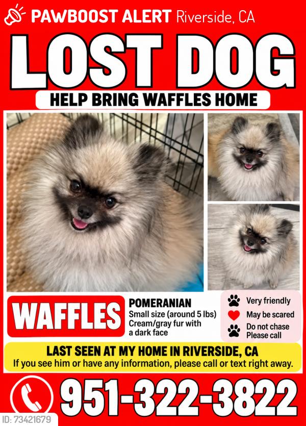Lost Male Dog last seen Barton st, Riverside, CA 92508