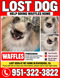 Lost Male Dog last seen Barton st, Riverside, CA 92508