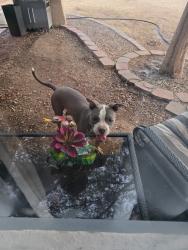 Lost Male Dog last seen 41st Dr& Seldon LN, Phoenix, AZ 85051