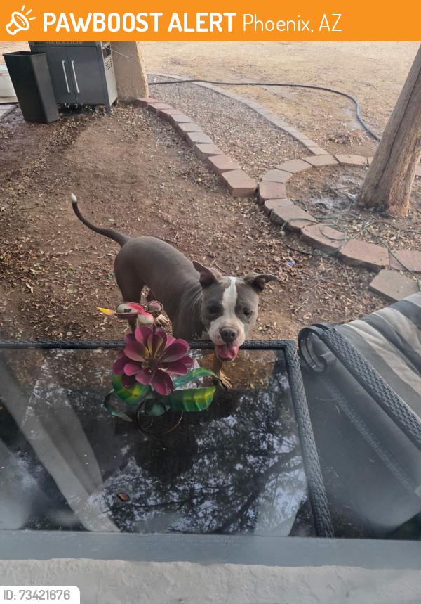 Lost Male Dog last seen 41st Dr& Seldon LN, Phoenix, AZ 85051
