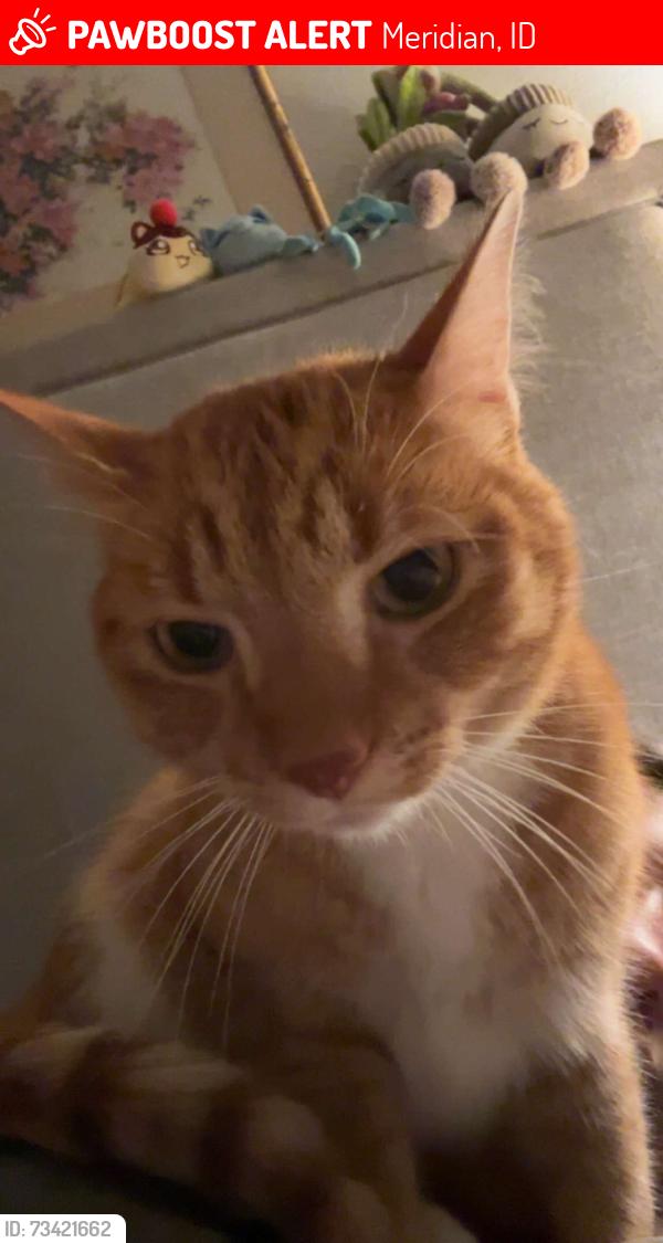Lost Male Cat last seen W Joplin Rd, Meridian, ID 83687