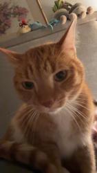 Lost Male Cat last seen W Joplin Rd, Meridian, ID 83687