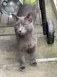 Reunited Male Cat last seen Near Villas Dr, New Castle, DE 19720, USA, New Castle, DE 19720