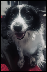 Reunited Male Dog last seen Loma Verde Park in La Habra (500-510 South Walnut Street), La Habra, CA 90631