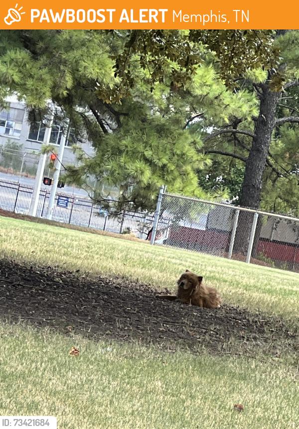 Found/Stray Unknown Dog last seen South manas St near southwest community college/highschool in medical district, Memphis, TN 38126