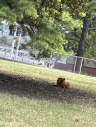 Found/Stray Unknown Dog last seen South manas St near southwest community college/highschool in medical district, Memphis, TN 38126