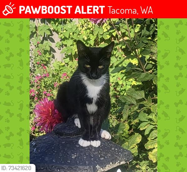 Lost Male Cat last seen In our backyard between S 7th St & Steel, Tacoma, WA 98405