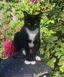 Lost Male Cat last seen In our backyard between S 7th St & Steel, Tacoma, WA 98405