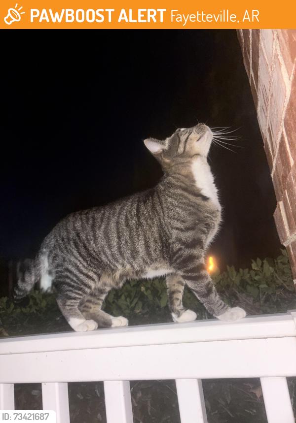 Found/Stray Unknown Cat last seen building 1689, Fayetteville, AR 72704