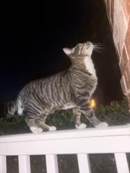 Found/Stray Unknown Cat last seen building 1689, Fayetteville, AR 72704