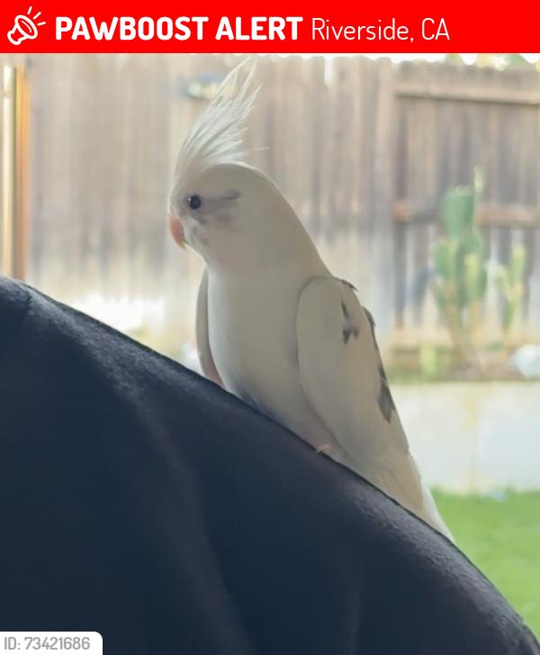 Lost Unknown Bird last seen Near rainbow ct, Riverside, CA 92506