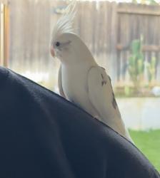 Lost Unknown Bird last seen Near rainbow ct, Riverside, CA 92506