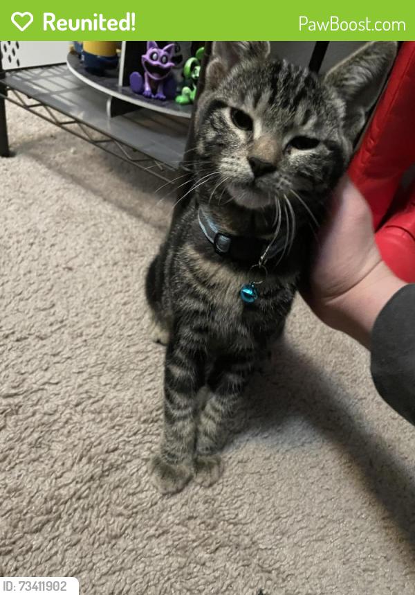 Reunited Female Cat last seen 272nd St and 171st Ave, Covington, WA 98042