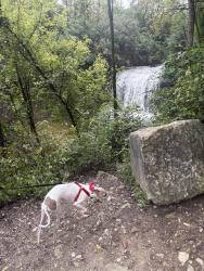 Reunited Male Dog last seen Renner Road and Spindler, Columbus, OH 43228
