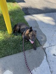 Lost Female Dog last seen Barstow Human Society, Barstow, CA 92311