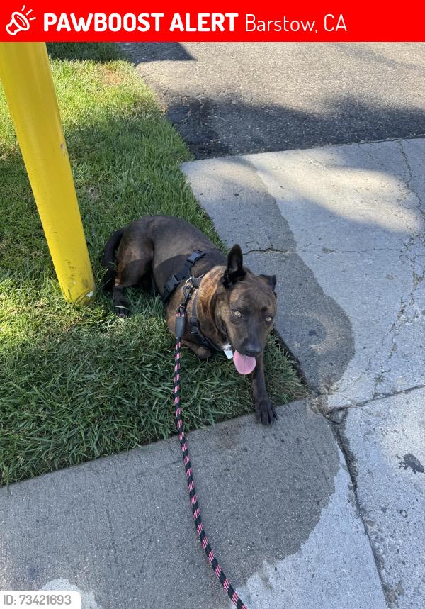 Lost Female Dog last seen Barstow Human Society, Barstow, CA 92311