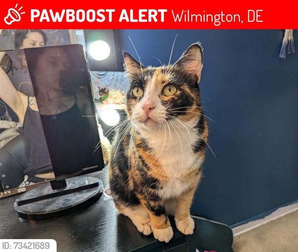 Lost Female Cat last seen Woodland heights neighborhood, Wilmington, DE 19805