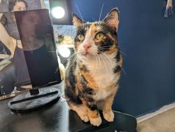 Lost Female Cat last seen Woodland heights neighborhood, Wilmington, DE 19805