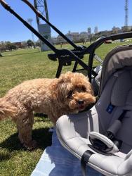 Reunited Female Dog last seen Near Webster St, San Francisco, CA 94123, USA, San Francisco, CA 94123