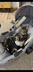 Reunited Male Cat last seen Round table way, Thonotosassa, FL 33592