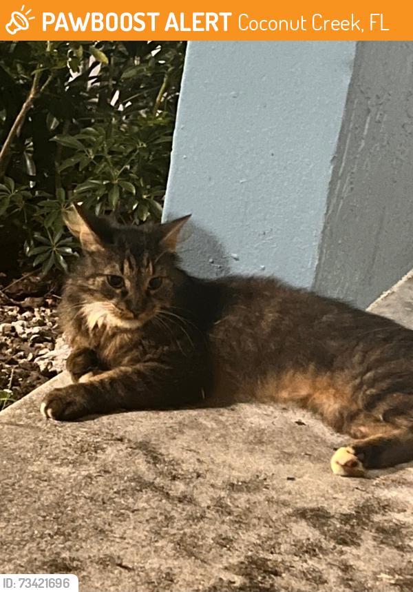 Found/Stray Male Cat last seen Sample and Banks Margate, Coconut Creek, FL 33073