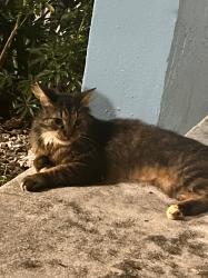 Found/Stray Male Cat last seen Sample and Banks Margate, Coconut Creek, FL 33073