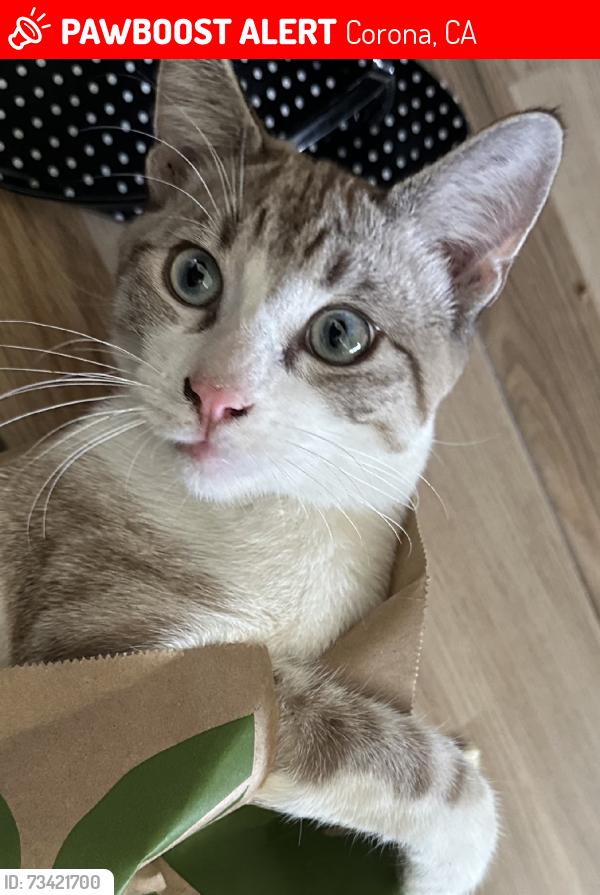 Lost Male Cat last seen Canary Lane & Kellogg Ave, Corona, CA 92879