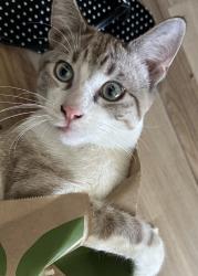Lost Male Cat last seen Canary Lane & Kellogg Ave, Corona, CA 92879