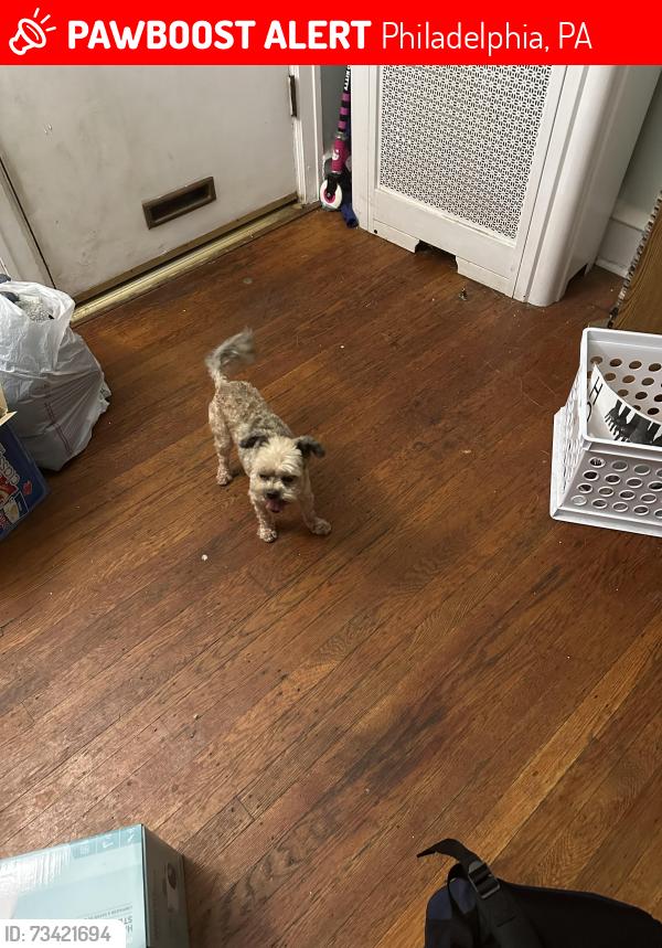 Lost Female Dog last seen Wynnwood & Montgomery Av, Philadelphia, PA 19151