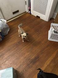 Lost Female Dog last seen Wynnwood & Montgomery Av, Philadelphia, PA 19151