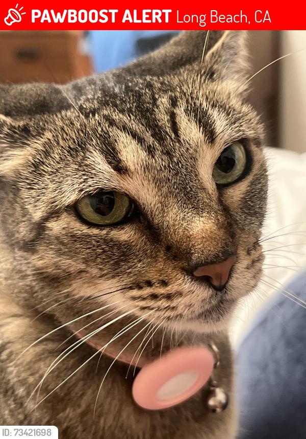 Lost Female Cat last seen 1st and Quincy ave, Long Beach, CA 90803
