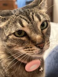 Lost Female Cat last seen 1st and Quincy ave, Long Beach, CA 90803