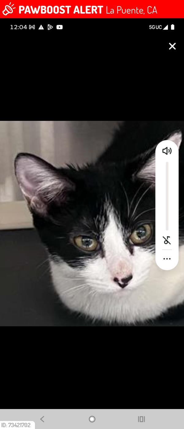 Lost Female Cat last seen Near my alderton Ave la puente, La Puente, CA 91744