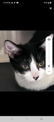 Lost Female Cat last seen Near my alderton Ave la puente, La Puente, CA 91744