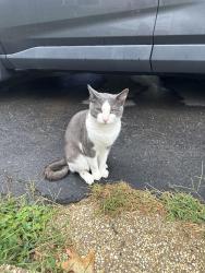 Found/Stray Male Cat last seen Route 38, Maple Shade, NJ 08052