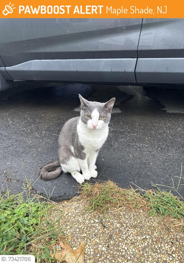 Found/Stray Male Cat last seen Route 38, Maple Shade, NJ 08052