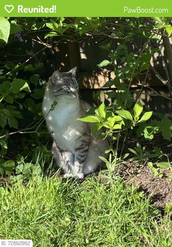 Reunited Male Cat last seen 7th & Sprague, Tacoma, WA 98405