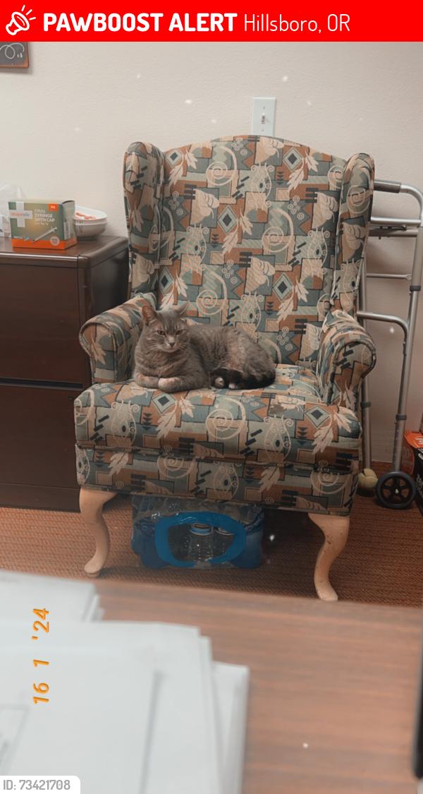 Lost Female Cat last seen Main st, Hillsboro, OR 97124