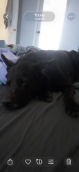 Reunited Male Dog last seen Main St / Norman, Security-Widefield, CO 80911