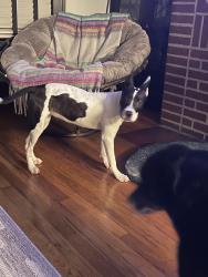 Found/Stray Female Dog last seen East park and lakeshore blvd, Cleveland, OH 44119