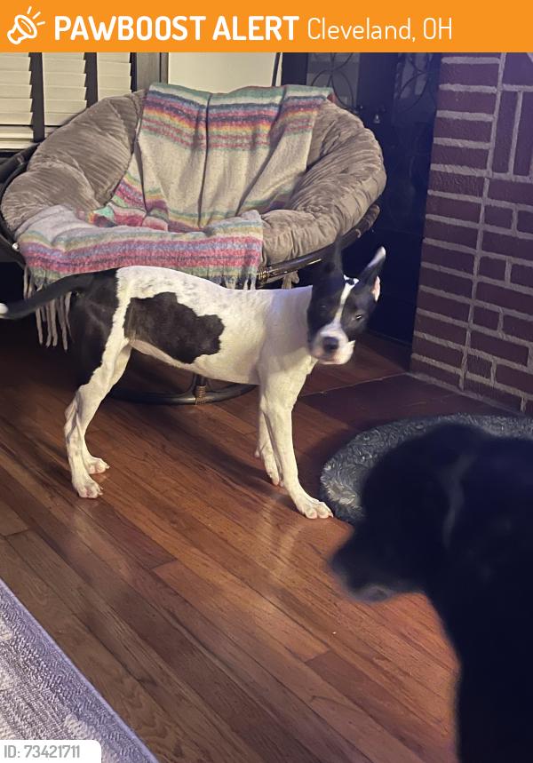 Found/Stray Female Dog last seen East park and lakeshore blvd, Cleveland, OH 44119